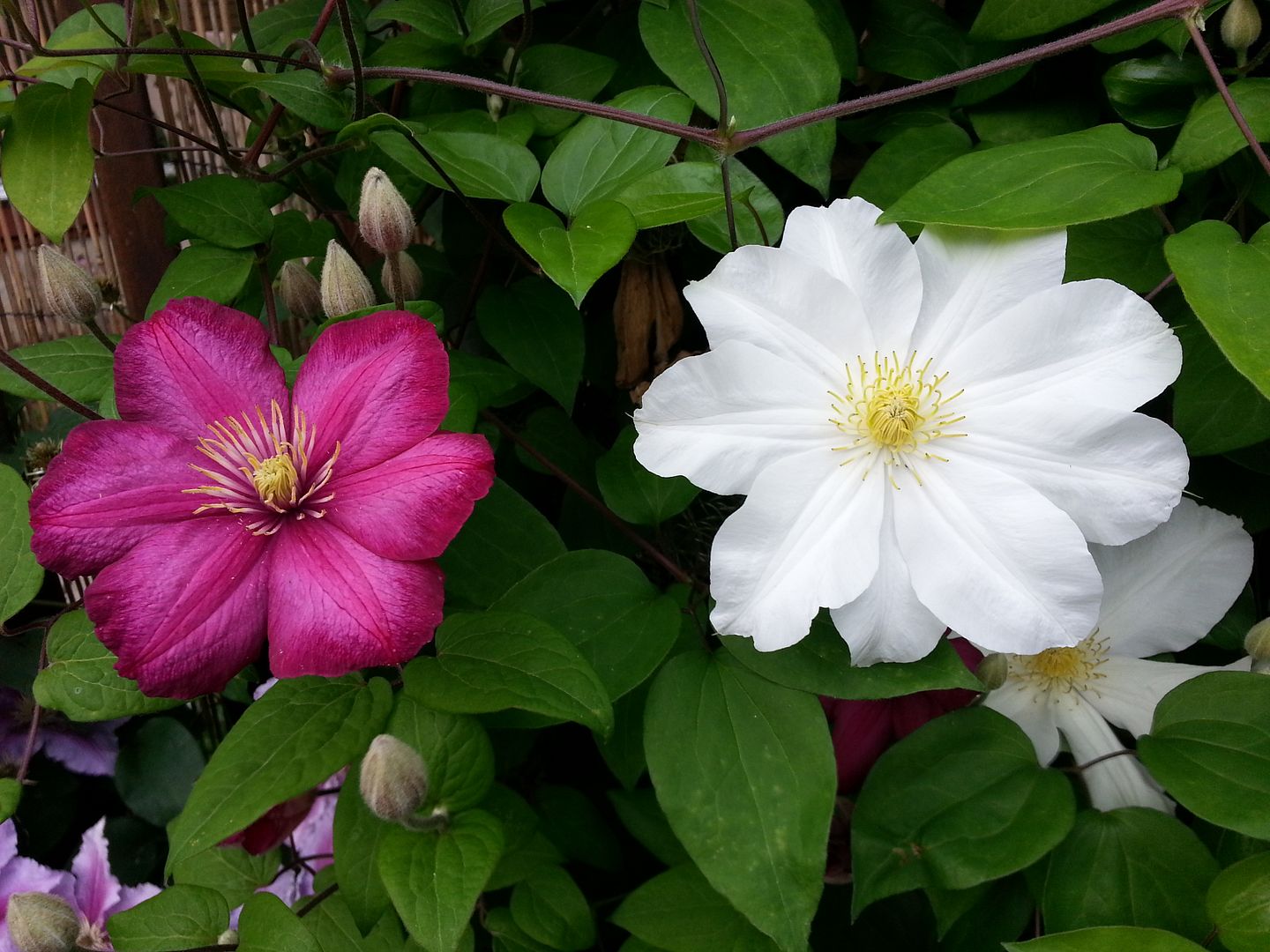  photo 20140702_072304_zpshx6qga5d.jpg